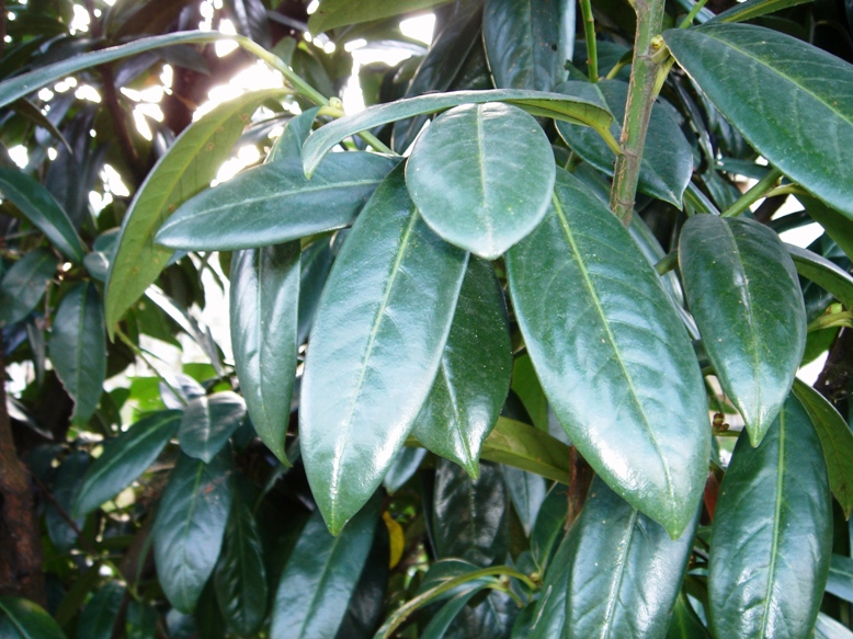 Laurel leaves (from Wikimedia Commons)